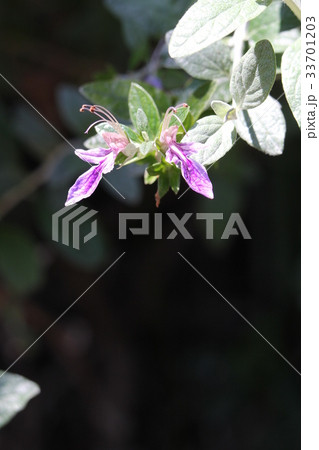 ツリージャーマンダー ツリージャーマンダー 33701203