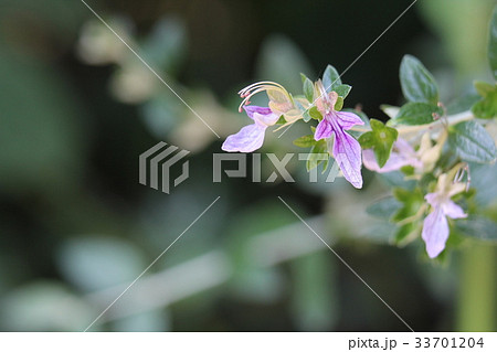 ツリージャーマンダー ツリージャーマンダー 33701204