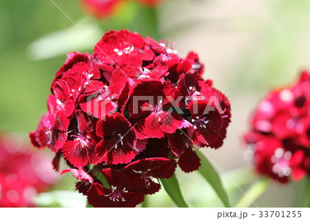 アメリカナデシコ 33701255