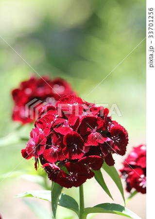 アメリカナデシコの写真素材