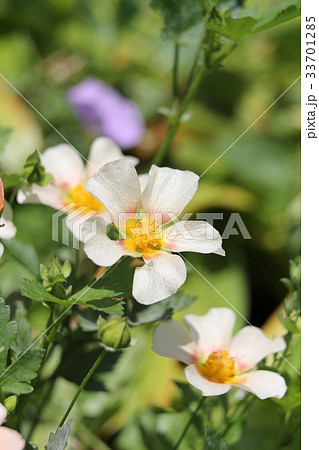 マルバストラム マルバストラム 33701285