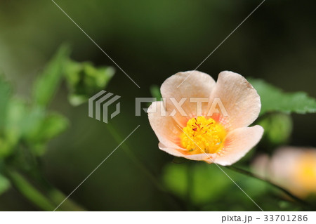 マルバストラム 33701286