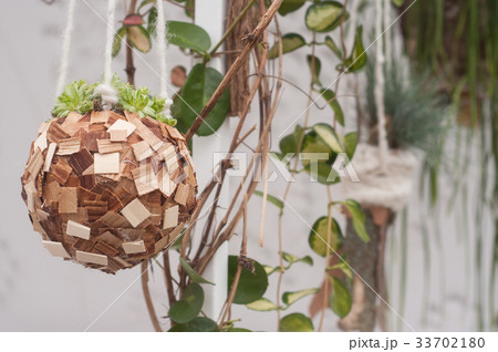 suspended succulent plant in a wooden pot  33702180