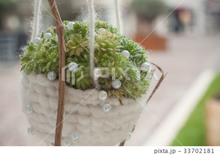 suspended succulent plant in a textile pot  33702181