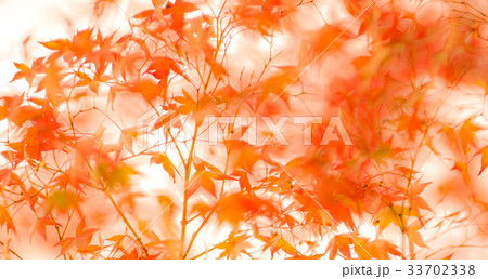 defocused red leaves, perfect autumn background defocused red leaves, perfect autumn background 33702338