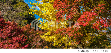 autumn leaves, very shallow focus autumn leaves, very shallow focus 33702340