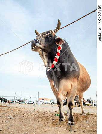 Bull fighting in Fujairah 33702769