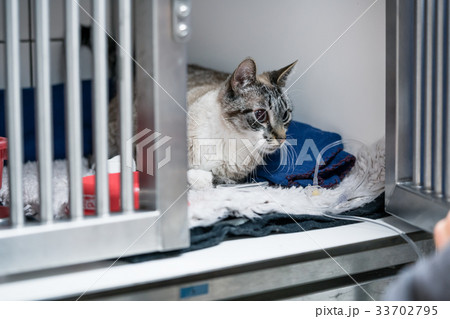 Cat in cage of ICU in veterinarian animal clinic 33702795