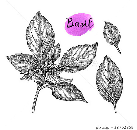 Basil Ink Sketchのイラスト素材