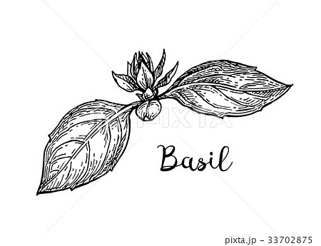 Basil Ink Sketchのイラスト素材