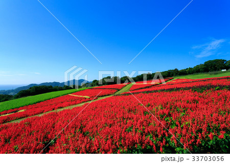 あわじ花さじき サルビア畑 あわじ花さじき サルビア畑 33703056
