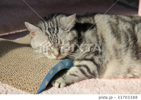 爪とぎにあごを乗せて寝ているアメショー 33703388