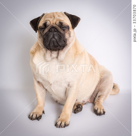 Funny pug 33703870