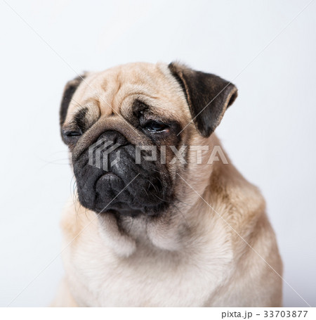 Funny pug 33703877