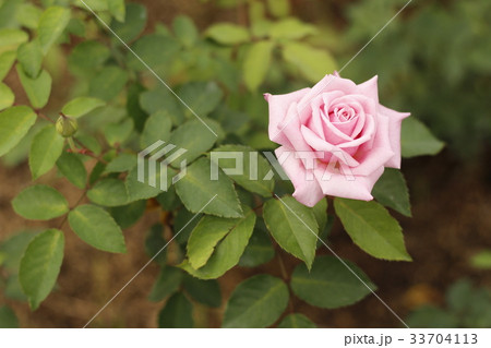 花 フラワー お花 33704113