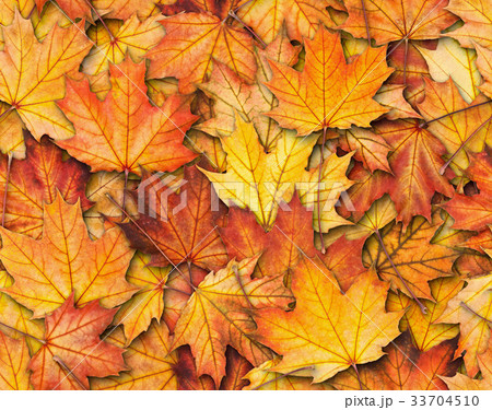 Seamless texture with maple leaves Seamless texture with maple leaves 33704510