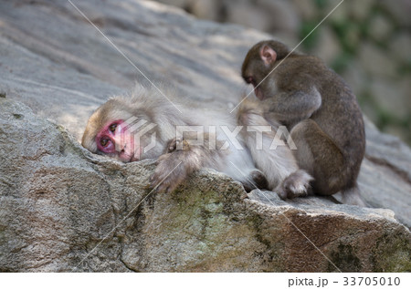 あの人、どうしているかしら？ 33705010