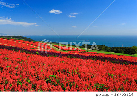 あわじ花さじき サルビア畑 33705214