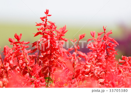 サルビア 33705380