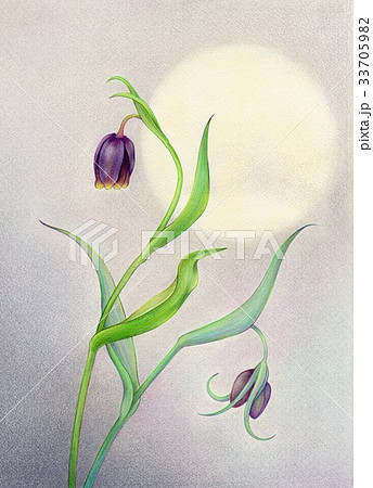 フリチラリアとおぼろ月 33705982