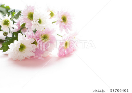 背景素材 菊 背景素材 菊 33706401