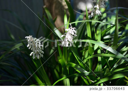 自生のノシラン 33706643