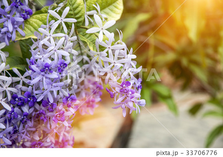 Sandpaper Vine or  Purple Wreath 33706776