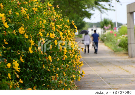 大栗川の初夏は　八王子市 33707096