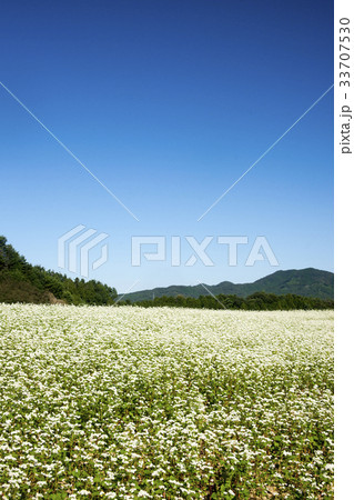 蕎麦畑と秋空 33707530