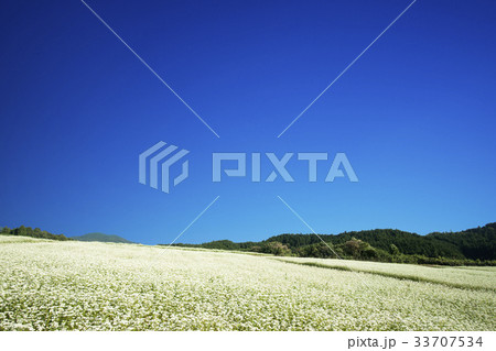蕎麦畑と秋空 蕎麦畑と秋空 33707534