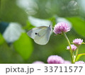 蜜を吸うモンシロチョウ 33711577