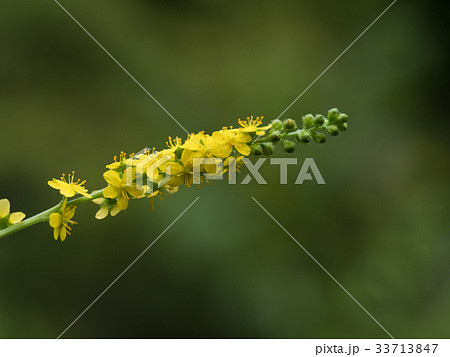 ハーブのキンミズヒキ 33713847