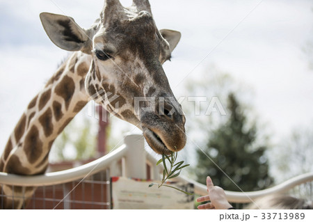 餌を食べるキリンの写真素材 餌を食べるキリンの写真素材