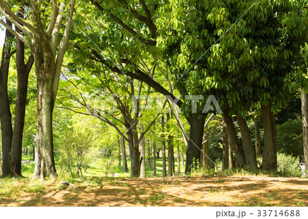 大仙公園 33714688