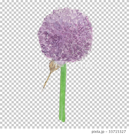 ニンニクの花　アリウム　Allium  33715327