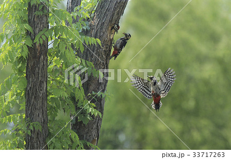 羽ばたき キツツキ 激写 33717263