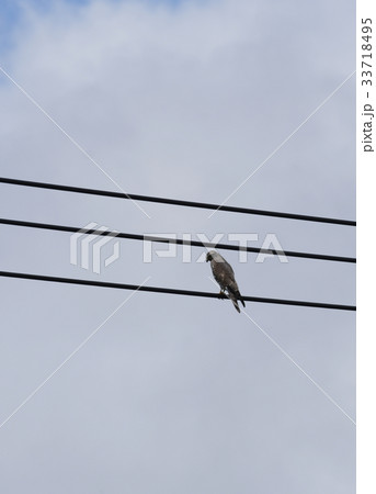 サシバ　野鳥　Grey-faced buzzard　差羽　鸇　鷹　タカ　ワシタカ　野生　猛禽 33718495