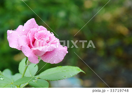 purple rose blooming in the garden purple rose blooming in the garden 33719748