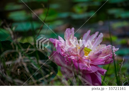 Pink lotus and leaves in the lake 33721161