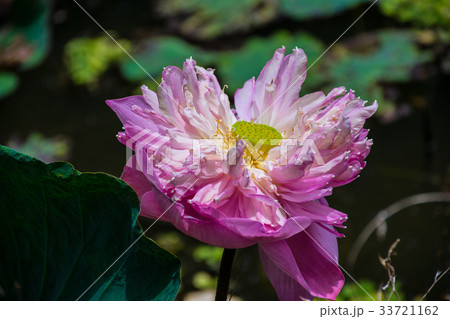 Pink lotus and leaves in the lake 33721162