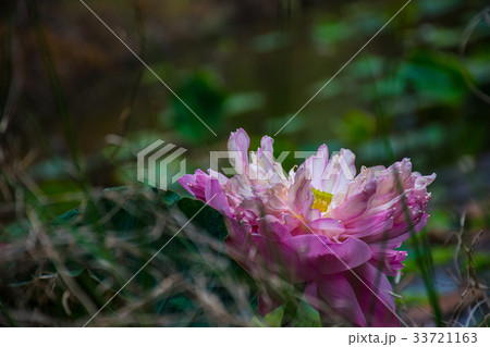 Pink lotus and leaves in the lake 33721163