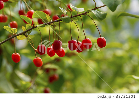 木 菩提樹 植物 33721301