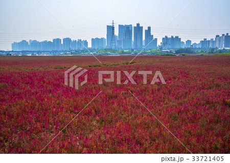 ソレ大橋 エコメトロ 仁川 33721405