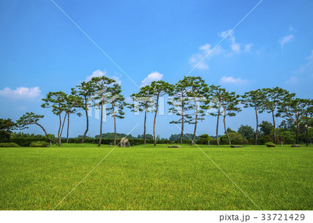 京畿道 キョンギド 木 33721429