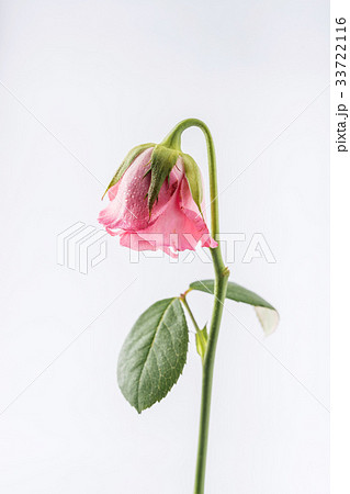 Withered Beautiful Pink Rose Isolated On White の写真素材