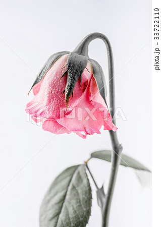 withered beautiful pink rose isolated on white  33722119