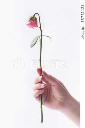 withered beautiful pink rose isolated on white  33722121