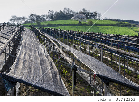田畑 春 高麗人参畑 33722353