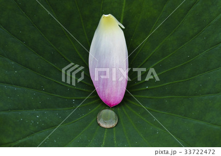 花 花びら 水滴 33722472