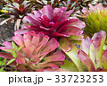 Bromeliad , Aechmea fasciata , Urn Plant 33723253